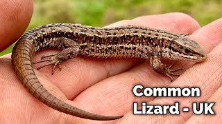 The Common Lizard  A Wonderful Reptile Explained  UK  4K