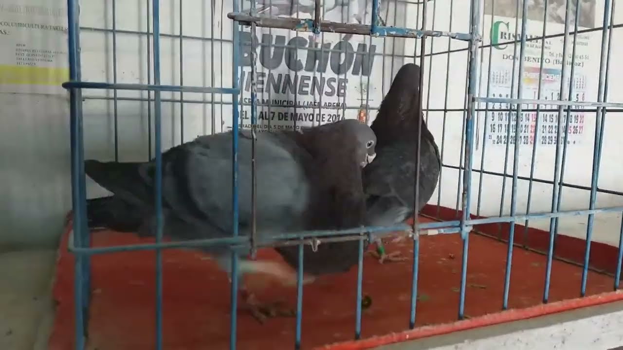 Visitamos y grabo el Palomar de José Antonio García. Palomos de Raza y Belleza.