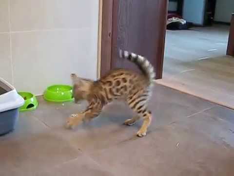 Tańczący Kot Bengalski Dancing Cat Bengal Youtube