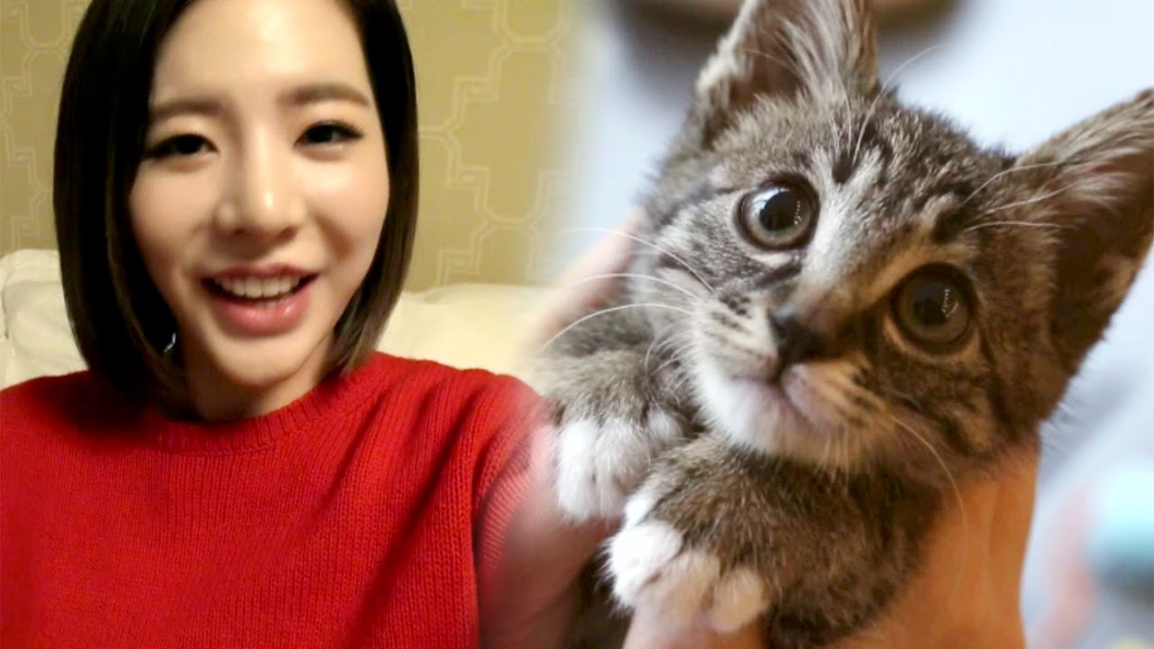 소녀시대 써니, 철조망 고양이 '임시보호' 결정 @TV 동물농장 20151227