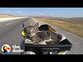 Girls on a long bike trip pick up a stray kitten  the dodo