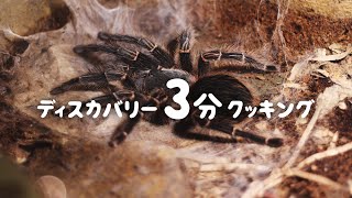 ディスカバリー3分クッキング | 焼きタランチュラ (ディスカバリーチャンネル)