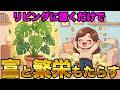 【開運植物】自宅のリビングに置くだけで富と繁栄をもたらす観葉植物３選。
