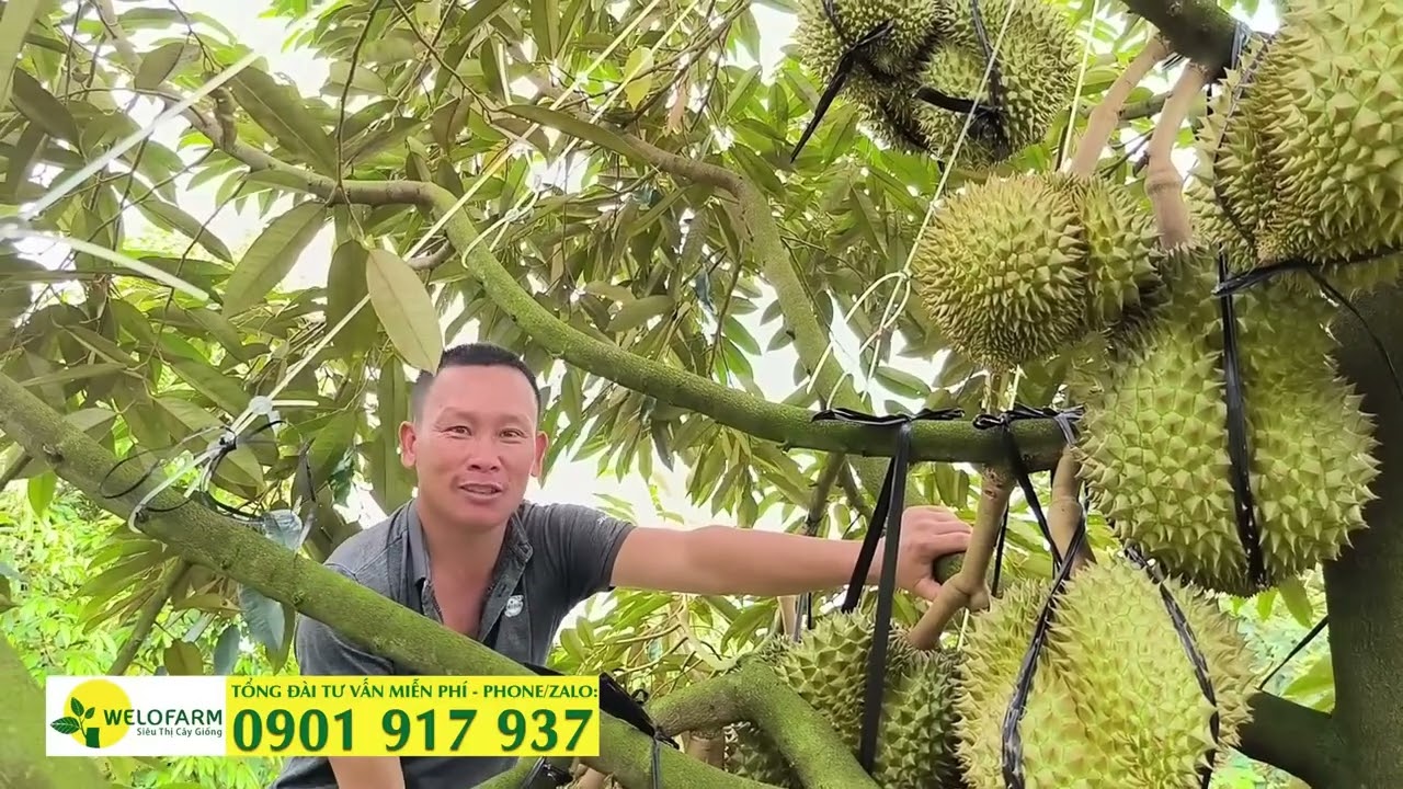 Vườn sầu riêng siêu trái tại Đắk Lắk theo quy trình Welofarm