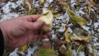 Why Brassicas are Not the Best Food Plot Plants