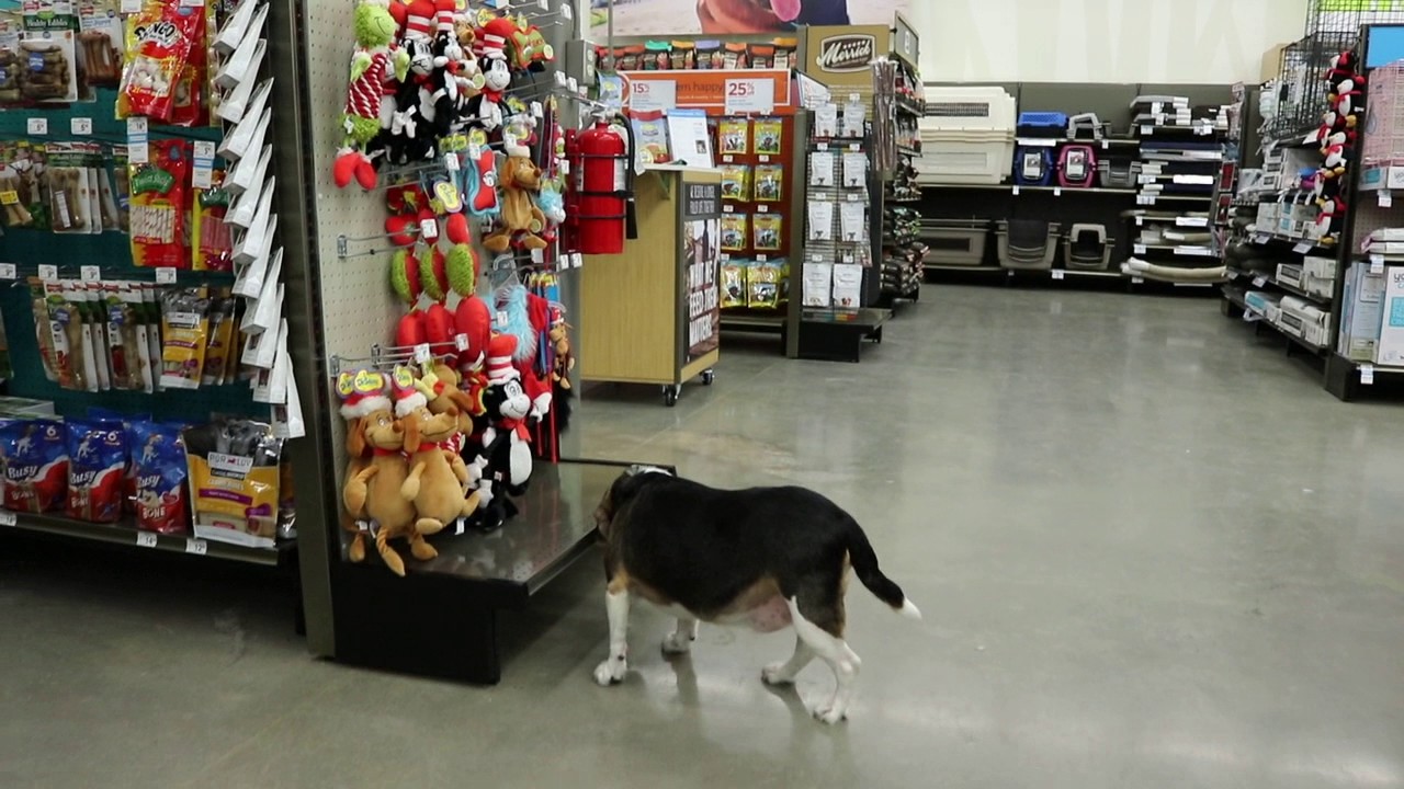 Shopping With Quincy YouTube