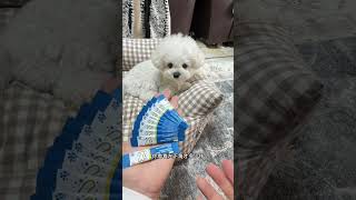 Here comes the Taitaoqi probiotics for pet-keeping families Quadruple live bacteria. Long-