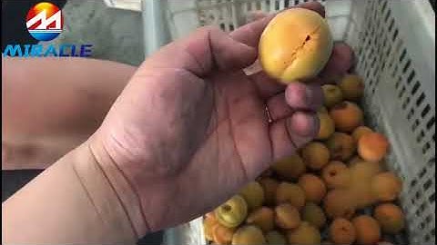 Apricot pitting machine working video