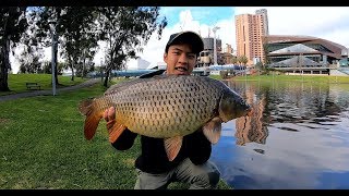 MOST ACCESSIBLE FISH IN ADELAIDE? (and easiest to catch!)