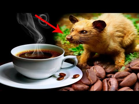 Vídeo: Com Es Prepara El Cafè Kopi Luwak