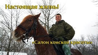 Настоящая жизнь. Салон конской красоты.