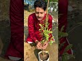তিউনিসিয়া আনার চারা! #fruit #satisfying #fruitrees #tropicalfood #fruitcutting #tropicalfruit