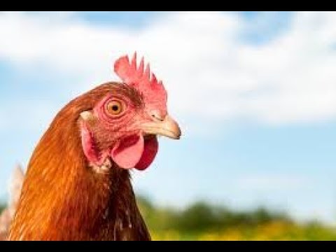 Video Săn Gà Rừng Ở Mỹ...(Chickens Hunting) - youtube