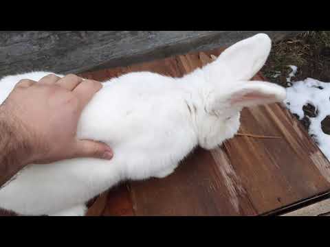 თვალის ინფექცია  და მისი მკურნალობა