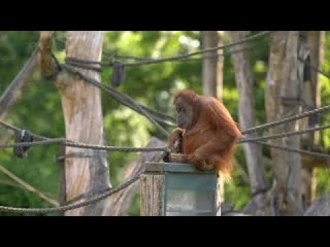 Orang-utan,Bimbo,Part 2,Alpha-male,Zoo Leipzig,