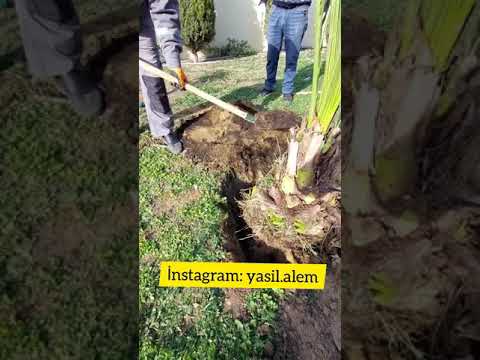 Video: Yaşıl ağac kötüyünü yandıra bilərsinizmi?