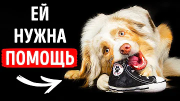 11 признаков того, что ваша собака испытывает стресс