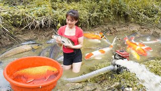 Drain The Puddle And Catch Many Fish Goes To Market Sell - Cooking Fish - Daily Farm | Nhất New Life