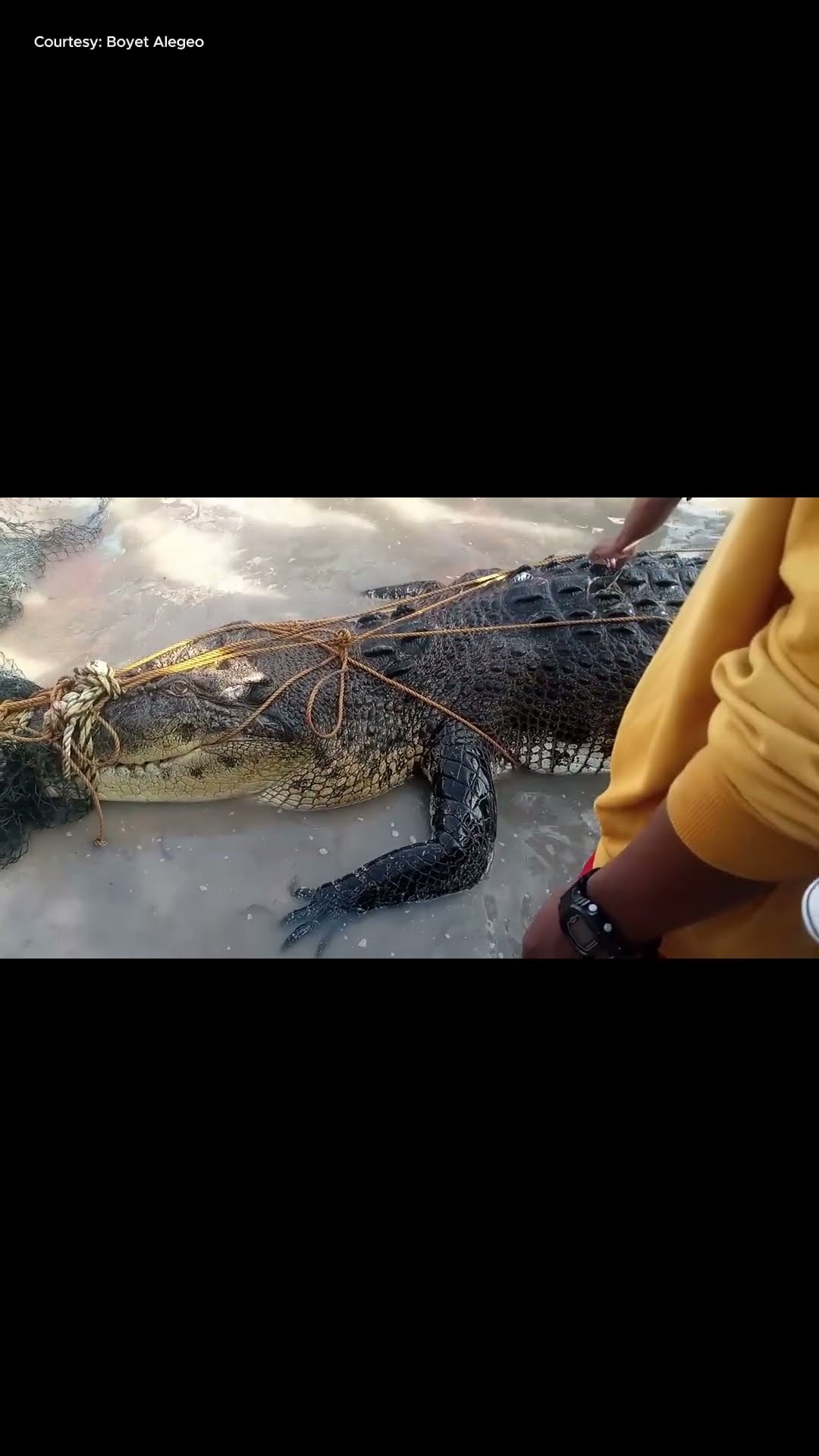 Dambuhalang buwaya na halos ‘singlaki ni Lolong, nahuli sa Tawi-Tawi! | Kapuso Mo, Jessica Soho