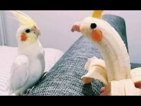 Sevimli Papağanların Komik Görüntüleri