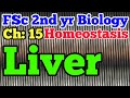 Liver || 2nd year Biology chapter 15