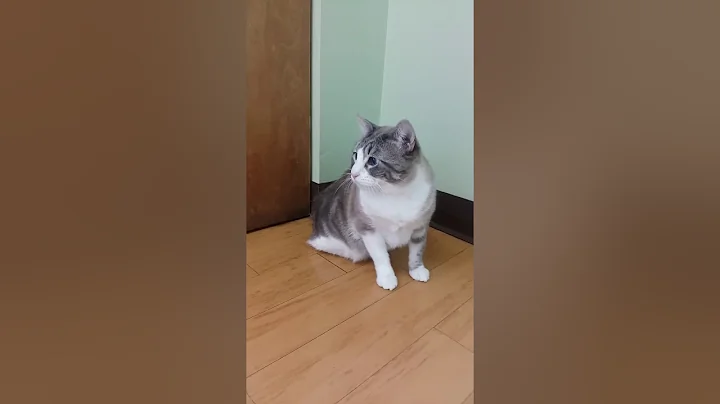 Watch the video about Aurora - Adoptable Rumpy Manx