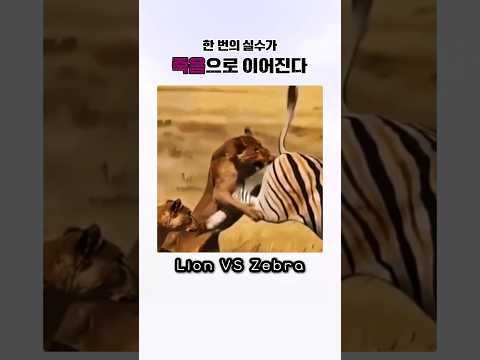 사자도 방심하면 죽는다 thumbnail