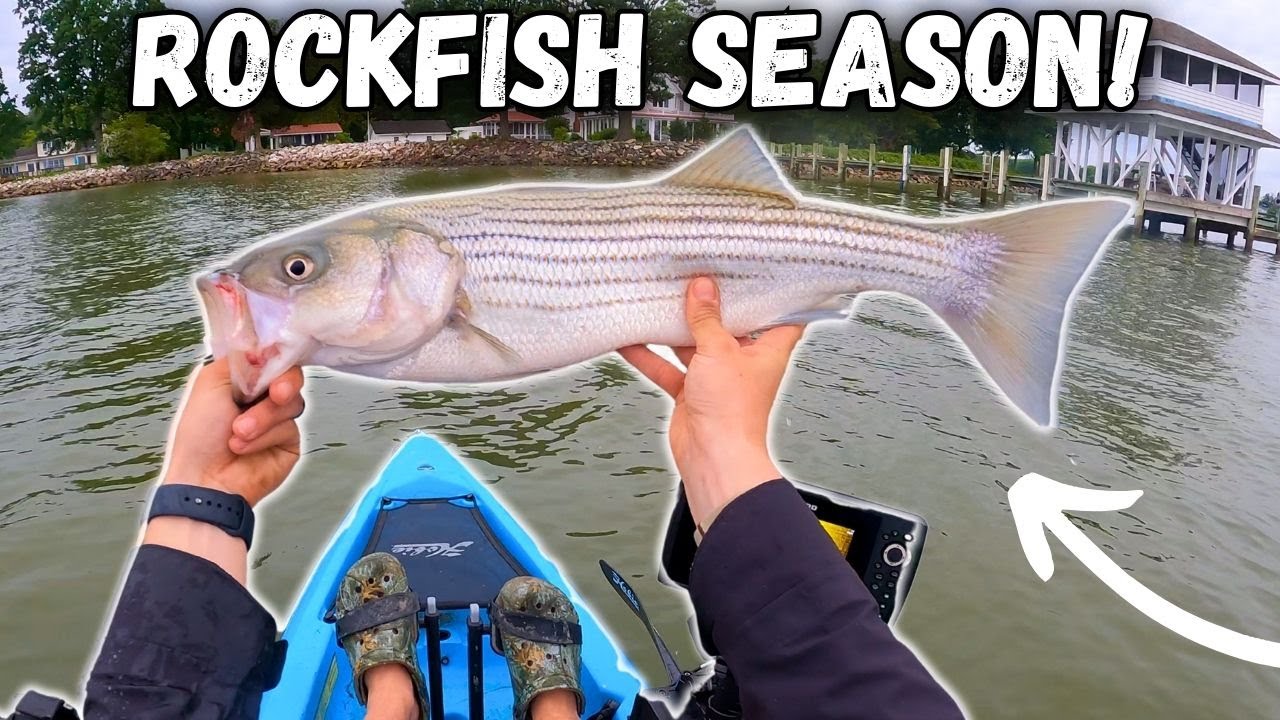 ROCKFISH Season Is BACK! | Kayak Fishing For Chesapeake Bay Striped Bass! Chesapeake Bay Fishing!