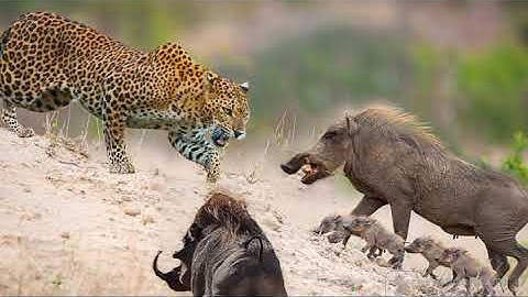 # LEOPARD VS WARTHOG FIGHT#WARTHOG AND LEOPARD@DRSK SINGH CHANNEL JAI SHREE RA.