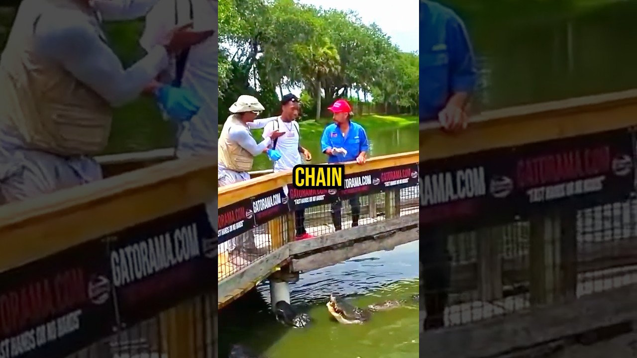 Jay Ready To Fight A Gator Behind His Chain! 😂