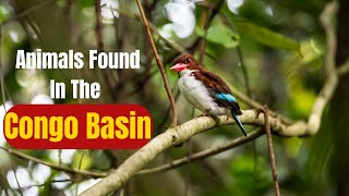Animals Found In The Congo Basin
