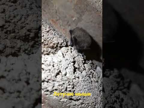 Как зимуют летучие мыши?