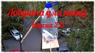 Ловушки для птиц. Версия 2.0. Упрощённый вариант Ловушки для птиц. Версия 2.0. Упрощённый вариант