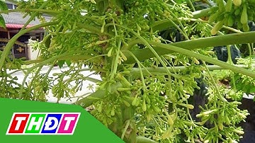 Bông đu đủ đực được bán với giá cao | THDT