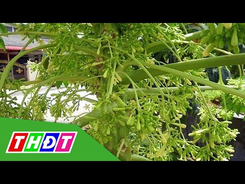 Video Bông đu đủ đực được bán với giá cao | THDT - youtube