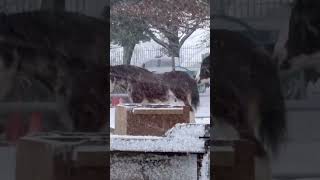 Horses Come Out To Experience The First Snowfall