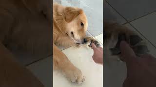 Tickle Your Dogs Feet