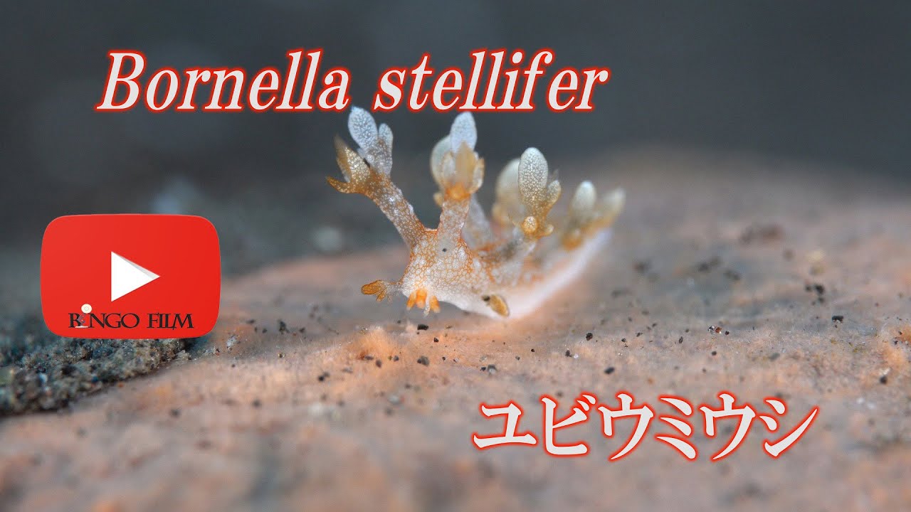 ウサギモウミウシ かわいいウミウシ Costasiella Usagi Youtube