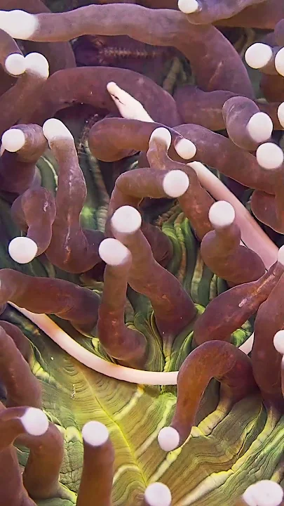 Mushroom Coral Pipefish || ViralHog