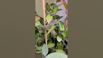 Stink bug #stinkbug #houseplants #indoorplants #variegatedplants #hoyaplants #plants