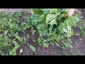 Как вырастить кресс салат в открытом грунте От посадки до сбора семян