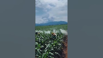 Teknik penyemprotan tanaman jagung menggunakan alat modifikasi #shorts