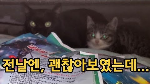 길고양이짱많아 - YouTube 길고양이짱많아 - Youtube