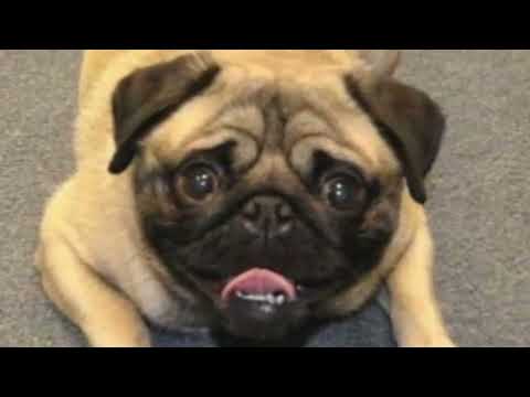 La Cola De Nuestro Pug