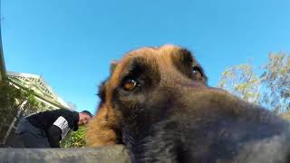 Mischievous Dog Refuses to Give GoPro Back screenshot 3