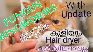 treatment for fungus and ringworm/കുളി /kittens bath with hair dryer training /persian cat malayalam