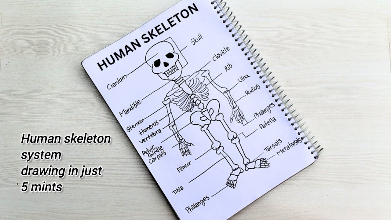 HUMAN SKELETON SYSTEM 🩻🩻 Drawing || The creative art 