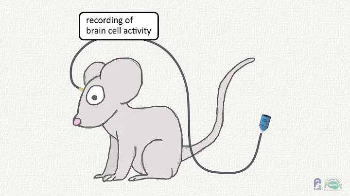 It Ain't Magic: dendritic spikes and perception