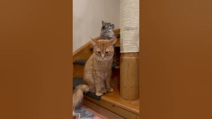 Video 8103331: mainecooncat mainecoonlovers mainecoons cat, mainecooncat catlover mainecoonlovers, mainecoon kitten catlover cats, mainecoon cat kitten kitty, mainecooncats catlover kitty cute, mainecoon kitty funny cats