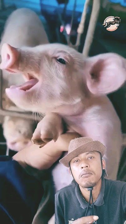 meniru suara hewan... 🐷 #komedi #lucu #ngakak #funny #komedi